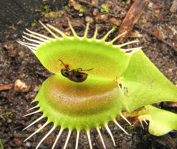 File:Dionaea Paria beetle.jpg