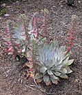 Miniatura para Dudleya brittonii