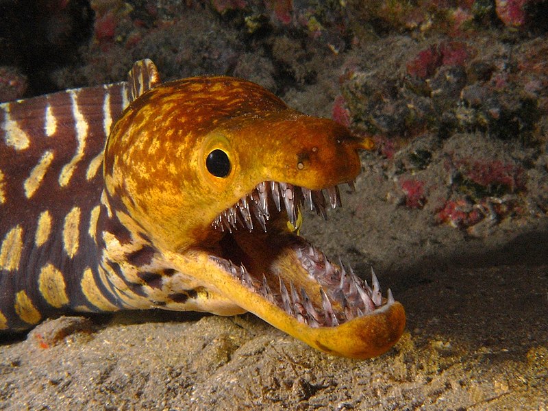 Файл:Fangtooth moray.jpg