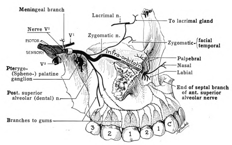 File:Grant 1962 655.png