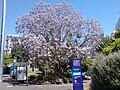 Jacaranda in spring, in Auckland, New Zealand