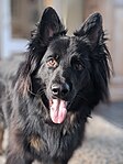 A black and tan long-haired German Shepherd