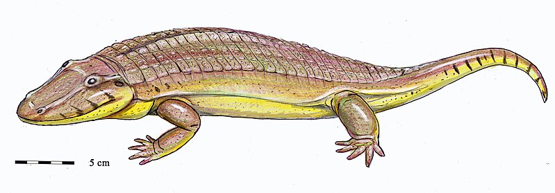 File:Madygenerpeton pustulatus.jpg