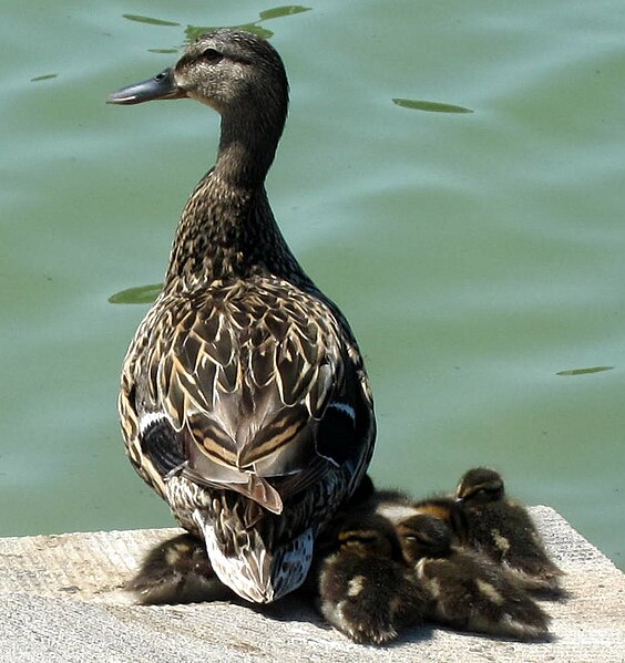 File:Mallard and ducklings.JPG