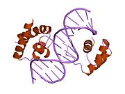 1oct: CRYSTAL STRUCTURE OF THE OCT-1 POU DOMAIN BOUND TO AN OCTAMER SITE: DNA RECOGNITION WITH TETHERED DNA-BINDING MODULES