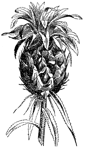 File:Pineapple.png