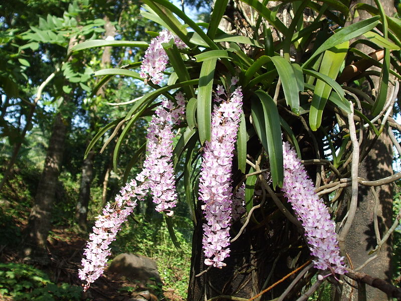 File:Rhynchostylis retusa.JPG