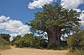 Baobab (Adansonia digitata) in Kruger National Park, South Africa