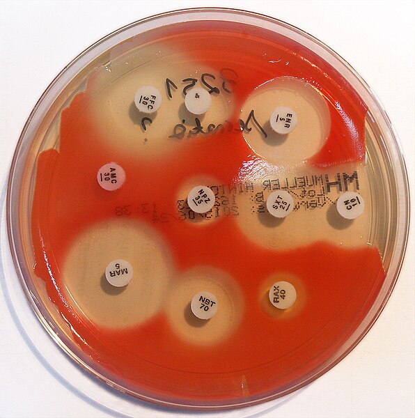 File:Serratia marcescens - antibiogram.jpg