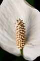 Spadix of Spathiphyllum in Brazil.