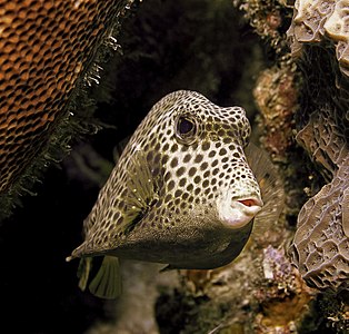 File:Spotted Trunkfish.jpg