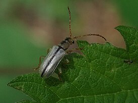 Syneta albida