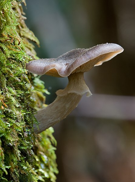 File:Unidentified Fungi 5974 2.jpg