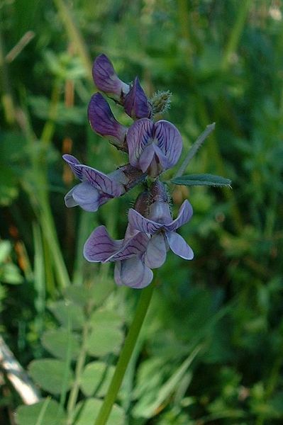 File:Vicia sepium1.jpg