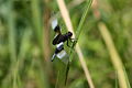 Widow Skimmer, Libellula luctuosa