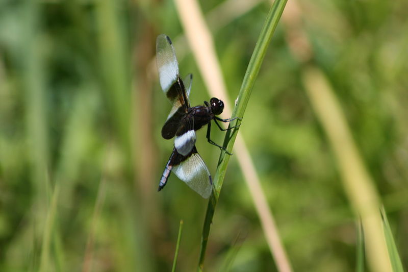 File:Widow Skimmer.JPG