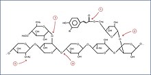 Esquema de la Hidrólisis enzimática del xilano. 1) Feruloil esterasas. 2) Arabinofuranosidasas. 3) Glucuronidasas. 4) Endoxilansas. 5) Acetil xilano esterasas.