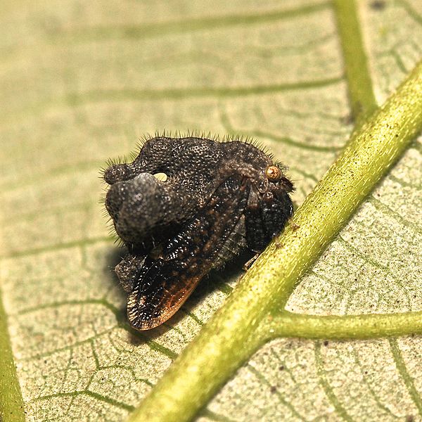 File:A weird treehopper (15635185967).jpg