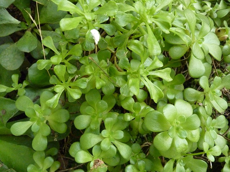 File:Aeonium saundersii.jpg