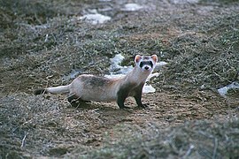 Black-footed ferret