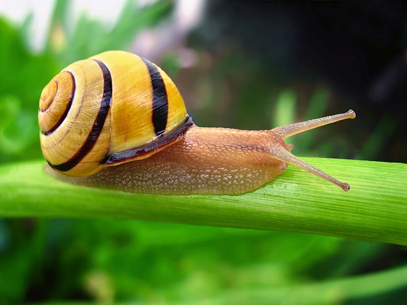 File:Cepaea nemoralis edit.jpg