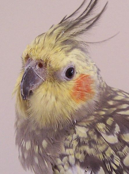 File:CockatielImage1.jpg