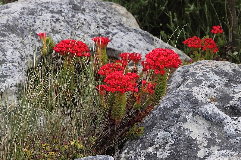 Файл:Crassula coccinea plants.jpg