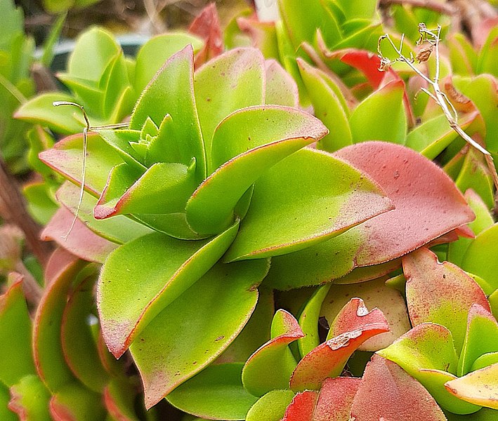 Файл:Crassula cymbiformis plant.jpg