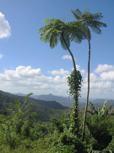 File:DirkvdM baracoa palmtrees.jpg