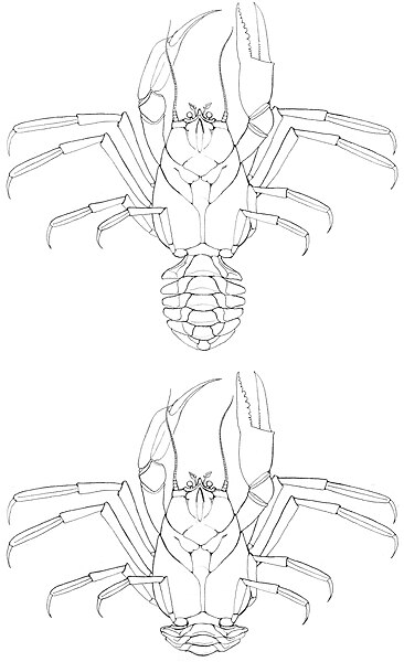 File:Eocarcinus reconstructon.jpg