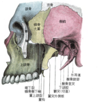 顳下窩(左)。