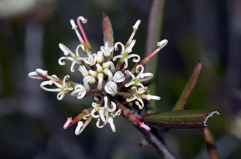 File:Grevillea christineae (9543047707).jpg