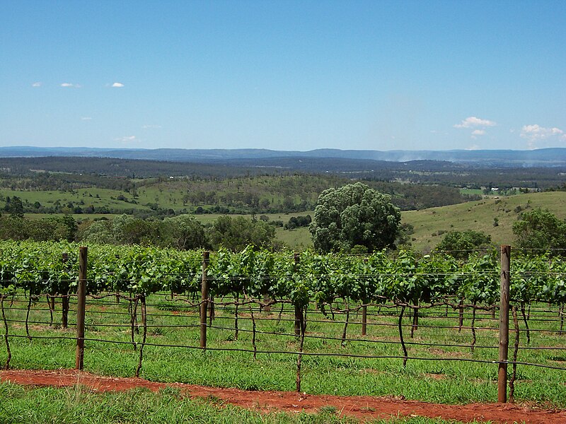 File:Kingaroyvineyard.JPG