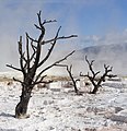 Dead trees in Yellowstone National Park (at Geothermal areas of Yellowstone), by Thegreenj