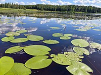 Lily pads floating on Matkusjoki River in Iisalmi, Finland