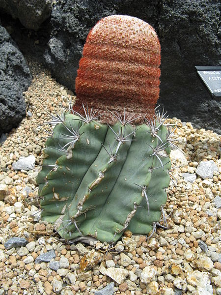 Файл:Melocactus glaucescens1.jpg