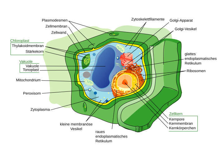 File:Plant cell structure svg-de.svg