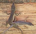 Anole Mating, Gainesville, FL