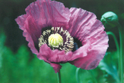 Opium poppy (Papaver somniferum)