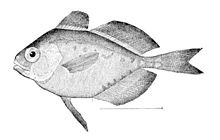 Psenes pellucidus.jpg