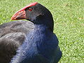 Australasian swamphen