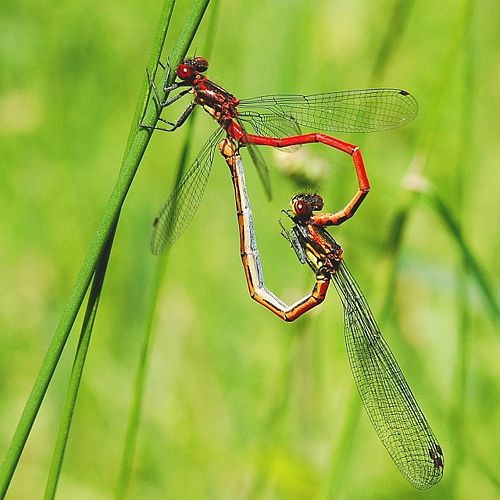 Спаривание Большой Красной стрекозы (Pyrrhosoma nymphula) с самцом сверху в Сине, Бельгия