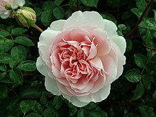 Rosa Wildeve 2019-06-07 1344.jpg