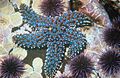 Pisaster giganteus, the giant sea star.