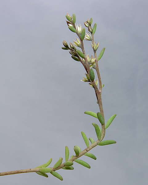 Файл:Sedum hispanicum stem (01).jpg