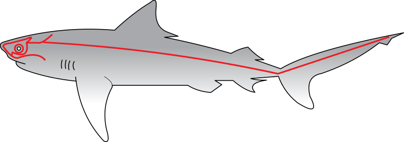 File:Sharks Lateral Line.svg