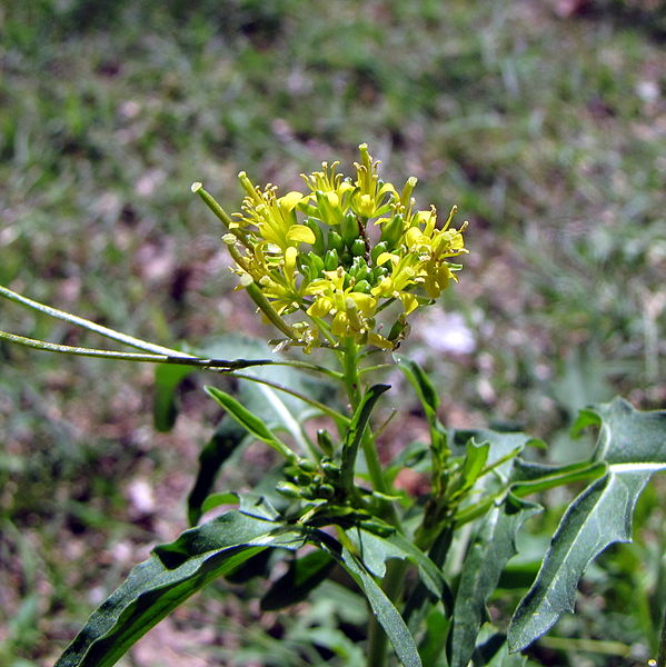 File:Sisymbrium irio flower.JPG