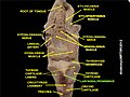 Laryngeal prominence