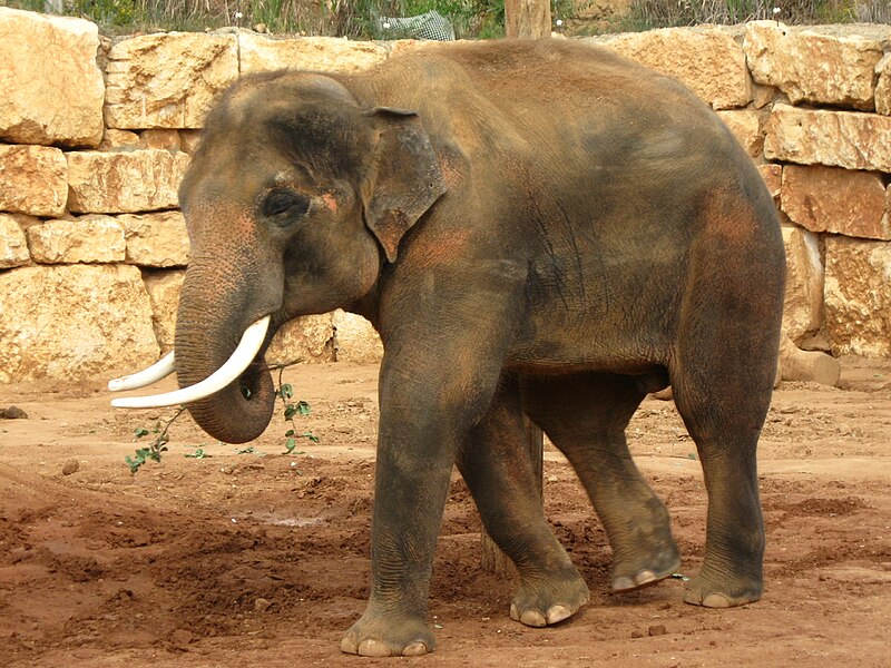 File:Teddy Jerusalem Zoo.jpg