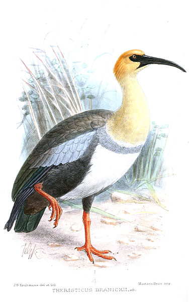 File:TheristicusBranickiiKeulemans.jpg